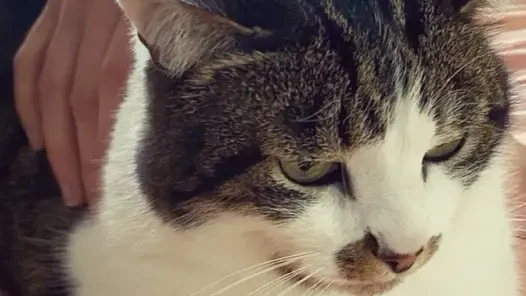 Chat